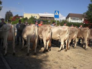 Wahl Schneuter Jngere